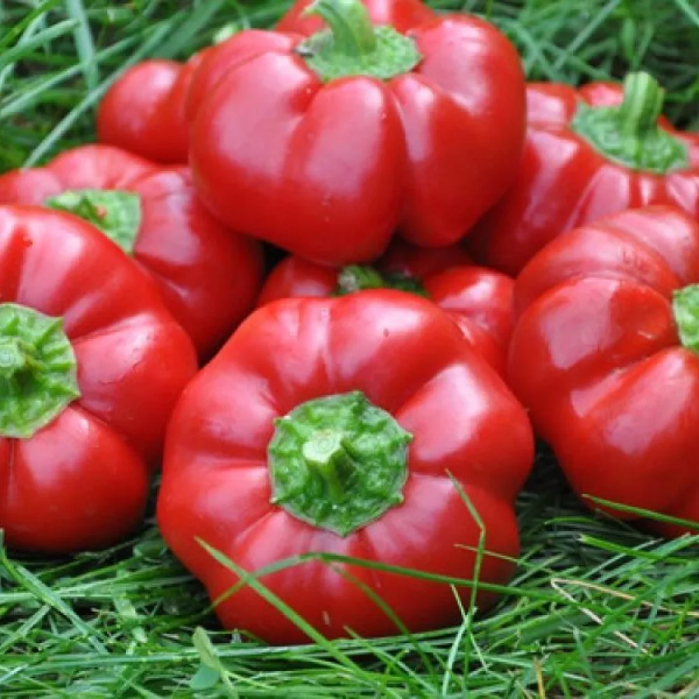 Tomaattipaprika 'Topepo Rosso'