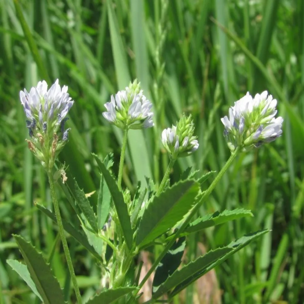 Sinisarviapila Trigonella caerulea