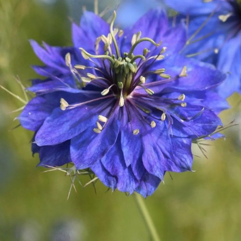 Neidonkukka 'Miss Jekyll Indigo Blue'