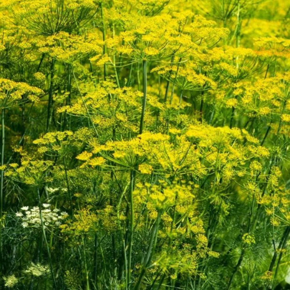 Tilli 'Blattreich'