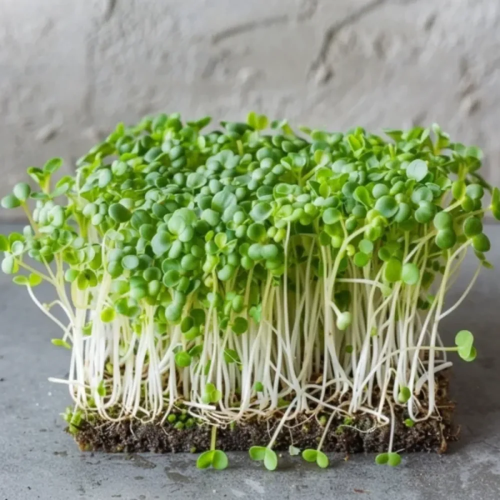 Parsakaali 'Raab Early Sprouting'