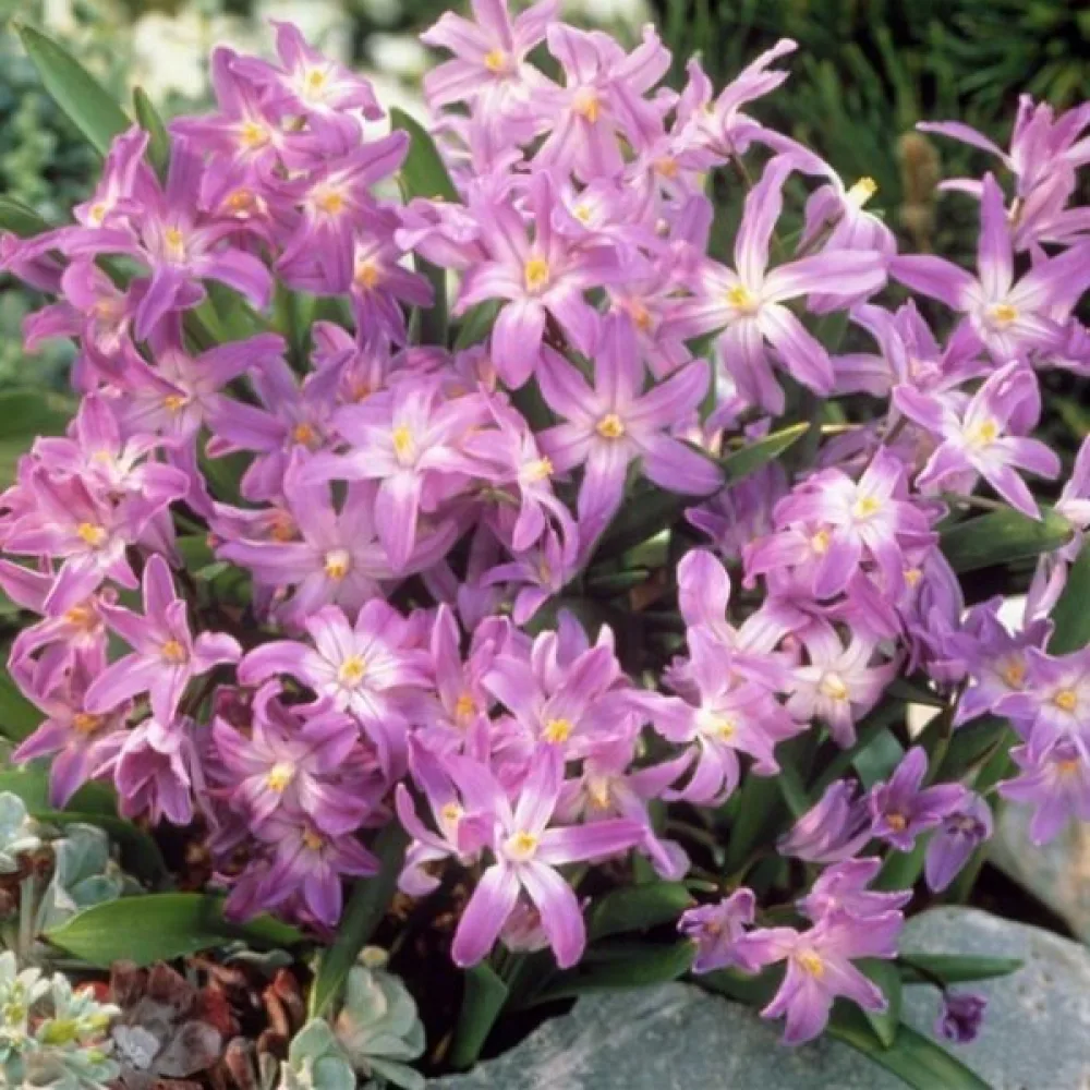 Kirjosinililja 'Pink giant'