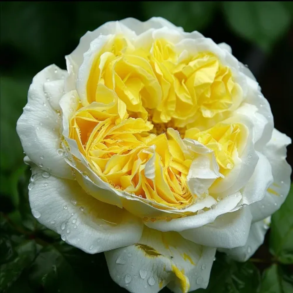 Ruusu 'Creamy Paths'