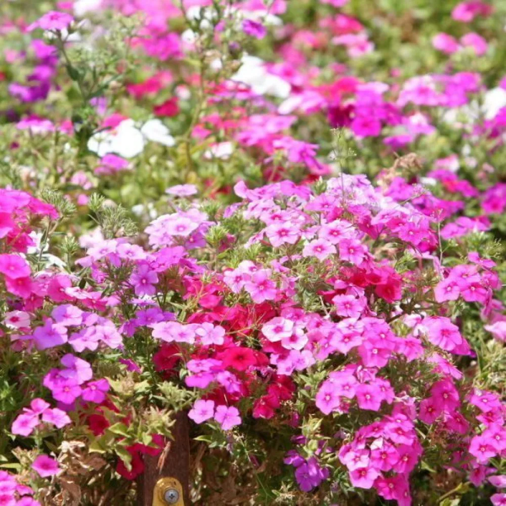 Kesäleimu 'Cecily', pastellisekoitus