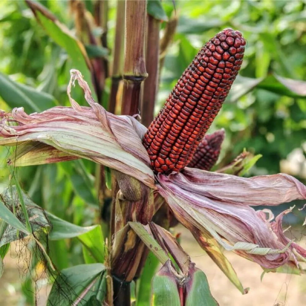 Koristemaissi 'Strawberry Corn'