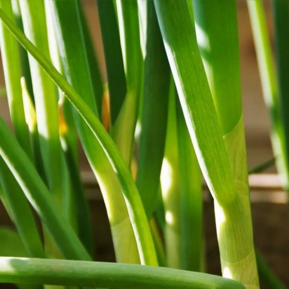 Kevätsipuli 'Ishikura'