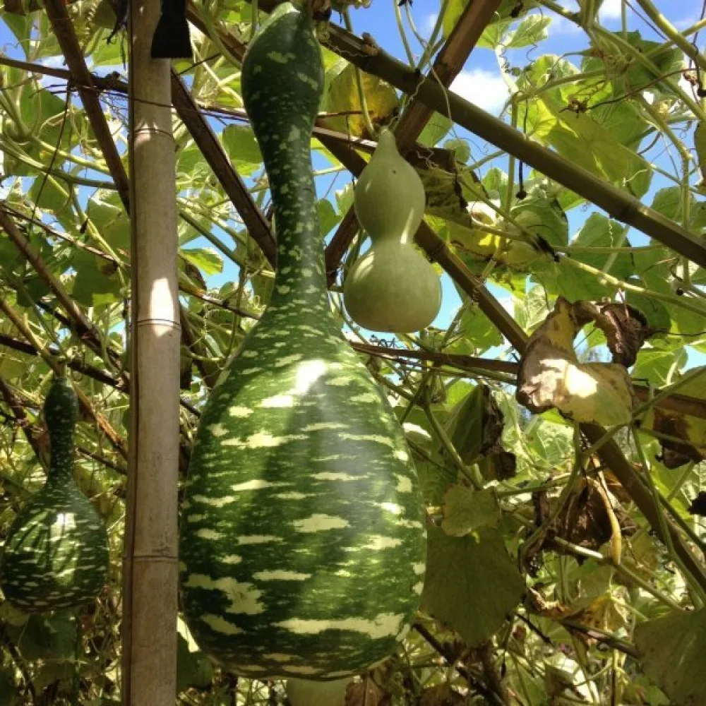 Pullokurpitsa 'Cobra'