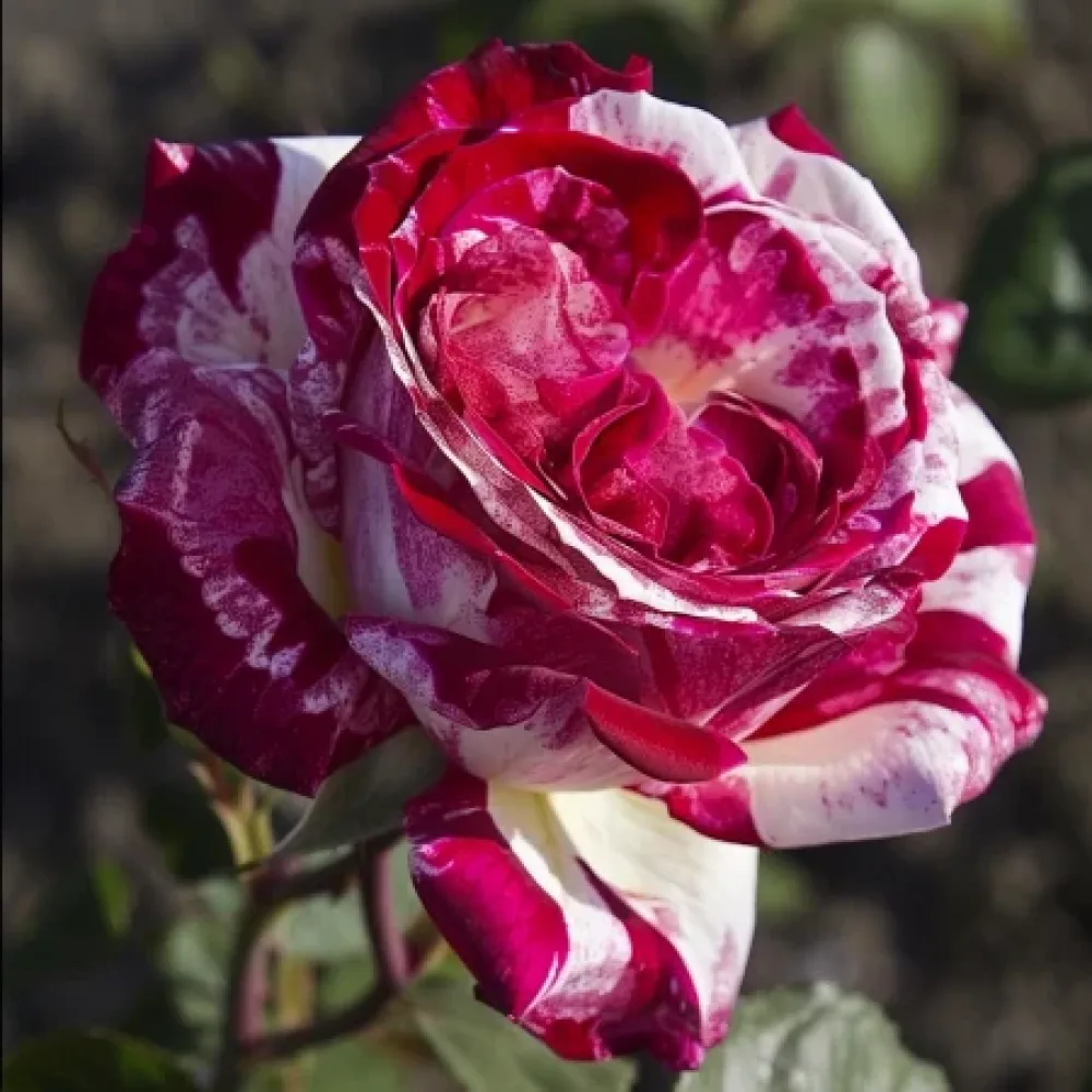 Ruusu 'Mystic Stripe' – paljasjuurinen