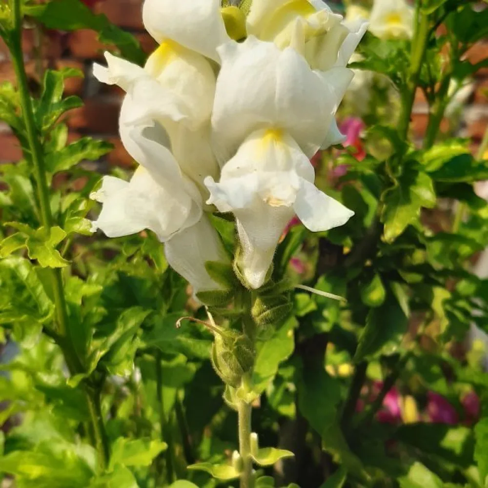 Leijonankita 'Monarch White'