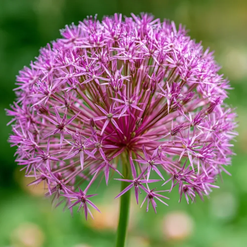 Koristelaukka 'Christophii'