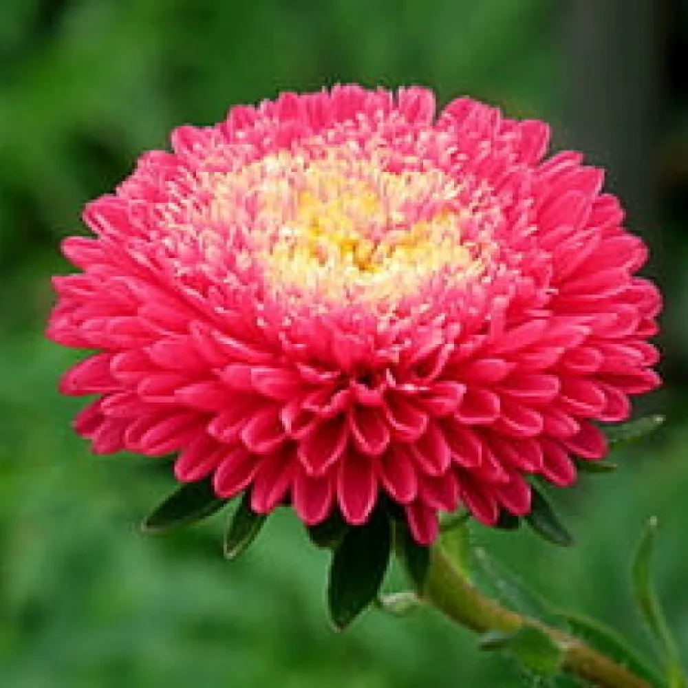 Kesäasteri 'Princess' – tummanroosa