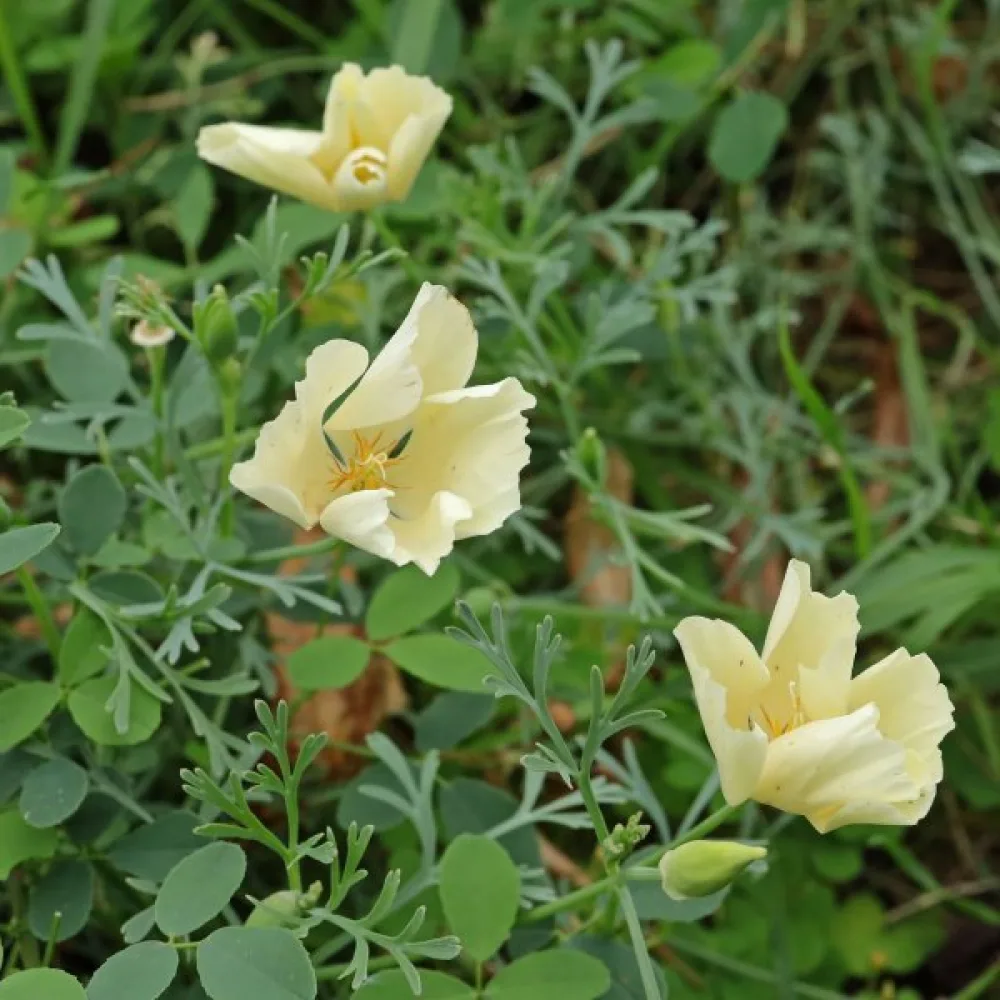 Kaliforniantunikko 'Alba', kermanvalkoinen
