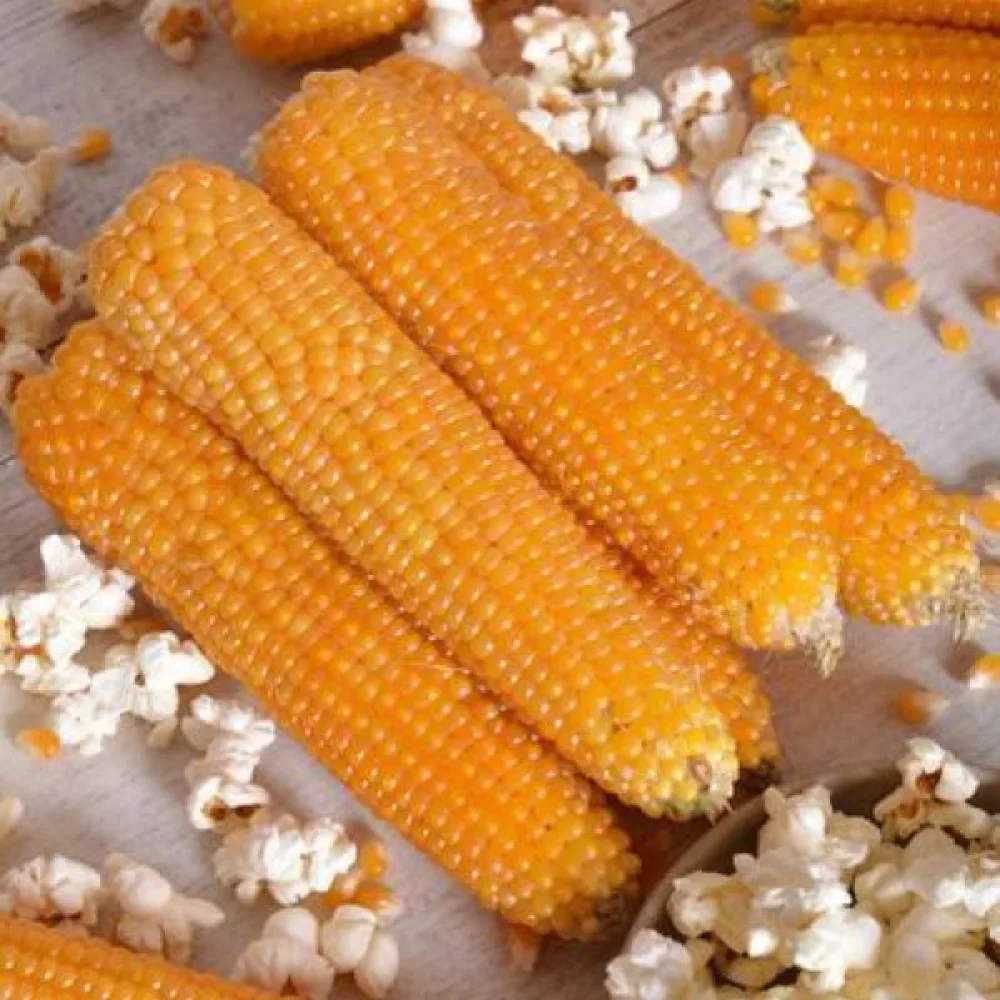 Popcornmaissi 'Nana'