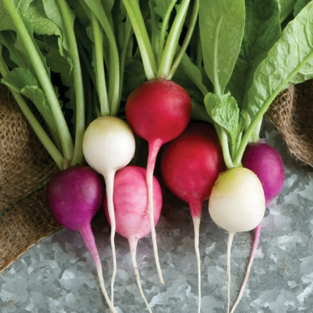 Retiisi 'Easter Eggs' (sekoitus)