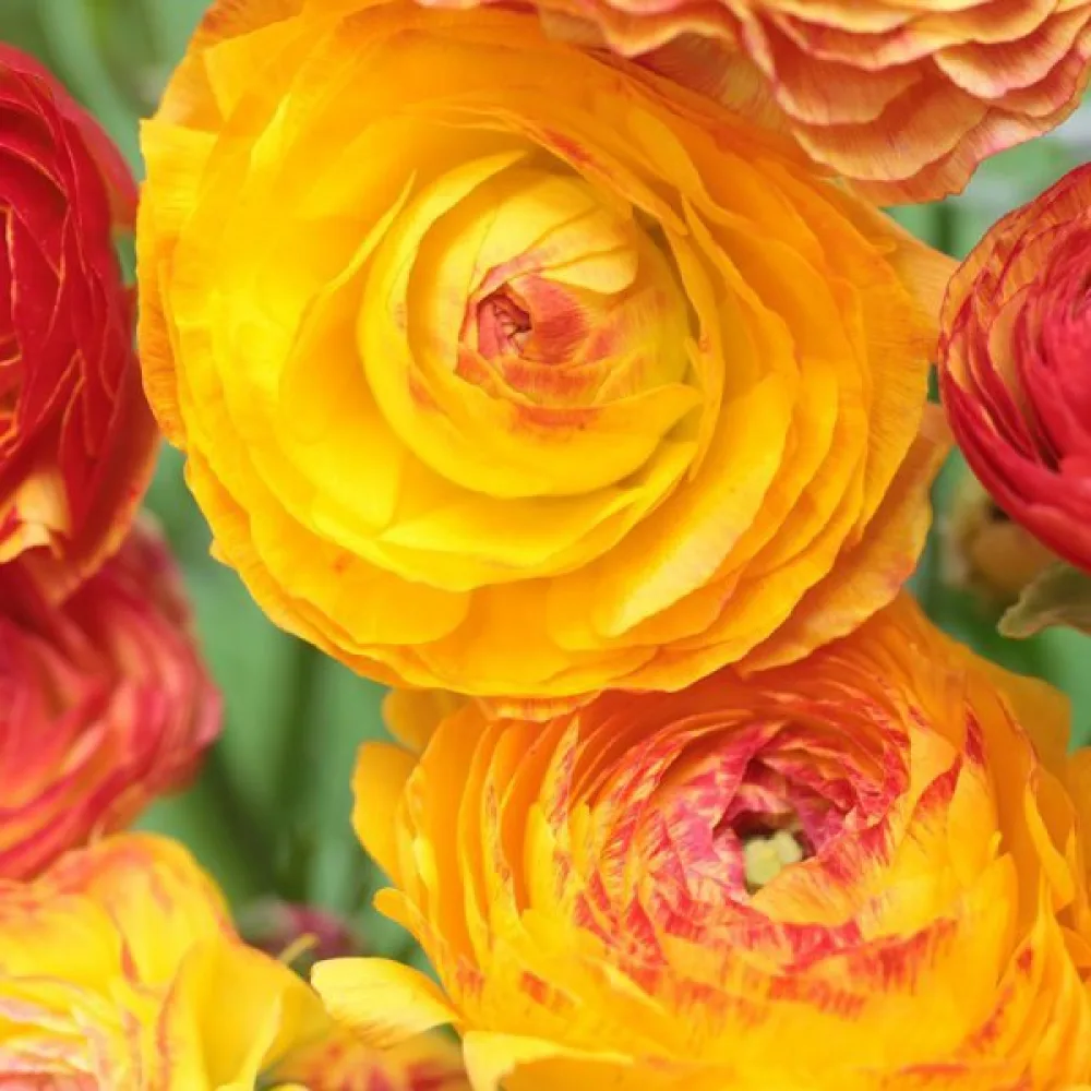 Aasianleinikki 'picotee orange'