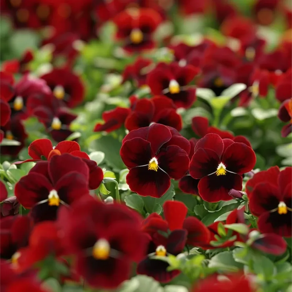 Tarhaorvokki 'Arkwright Ruby'