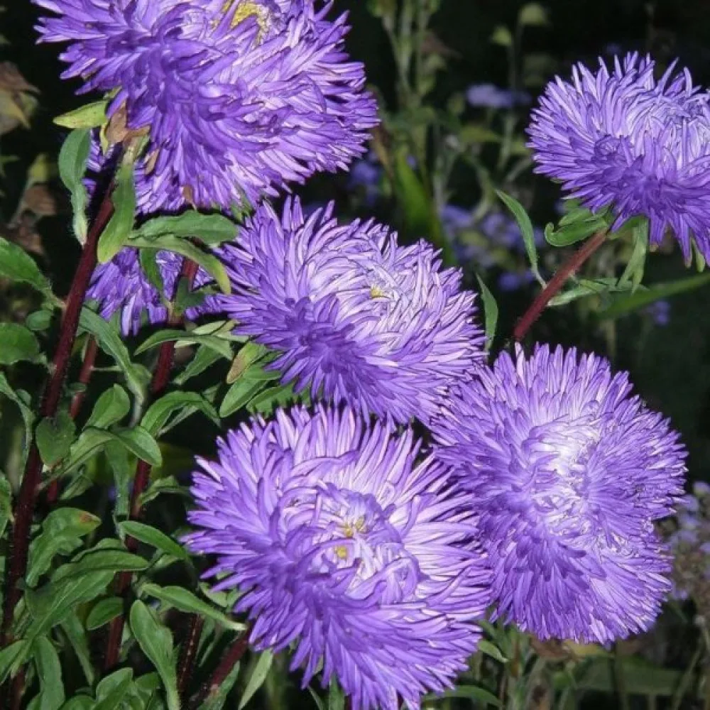 Kesäasteri Pompon – tummansininen