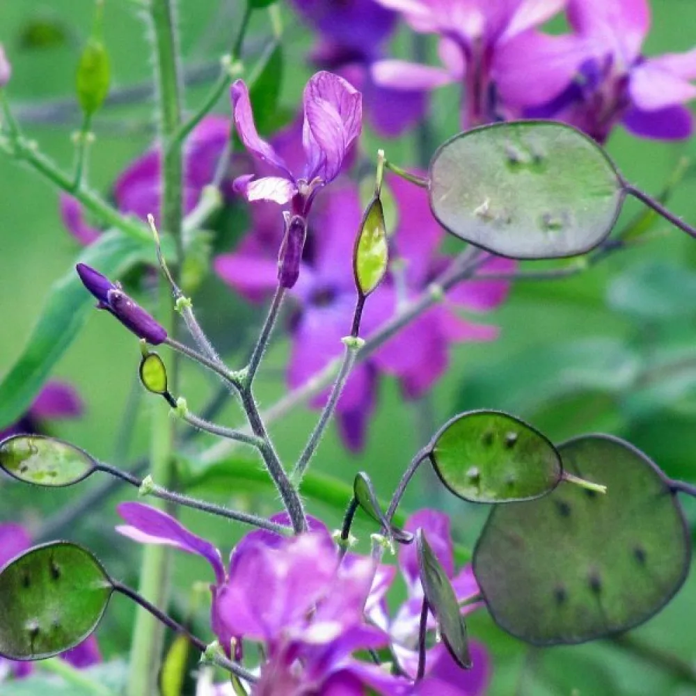 Kuuhopea – sekoitus