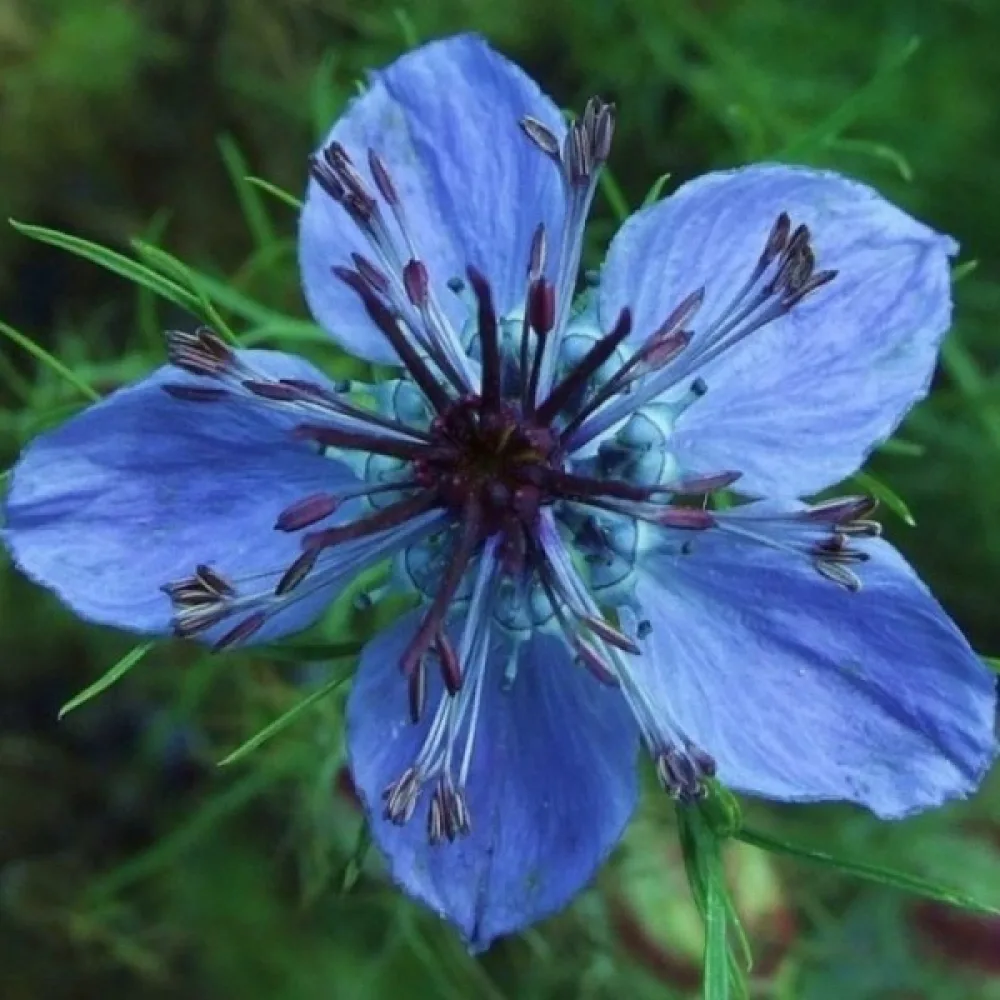 Nigella hispanica – sininen