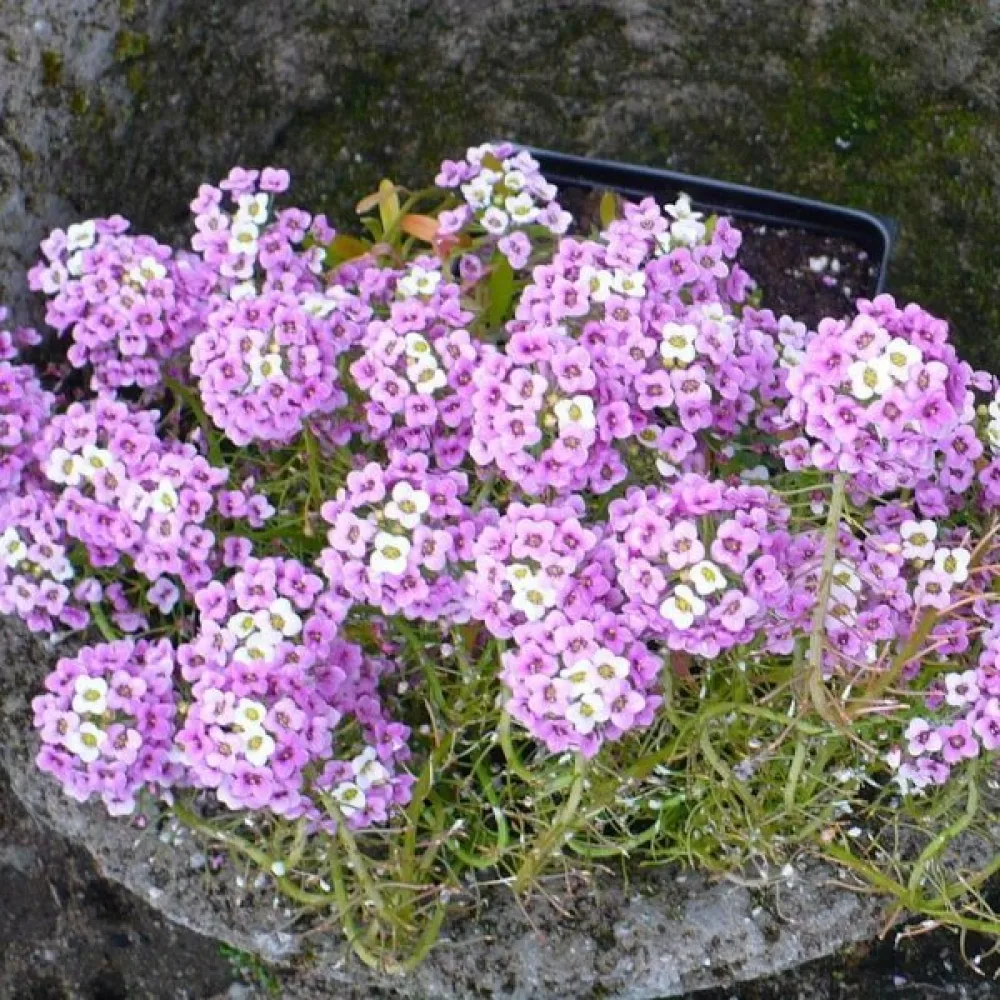 Tuoksukilpiruoho 'Violet Queen'