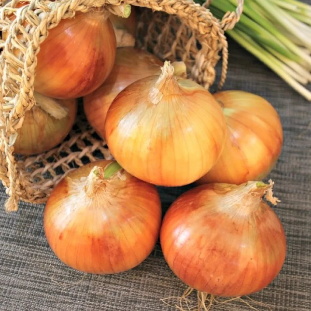 Ruokasipuli – lajikesekoitus