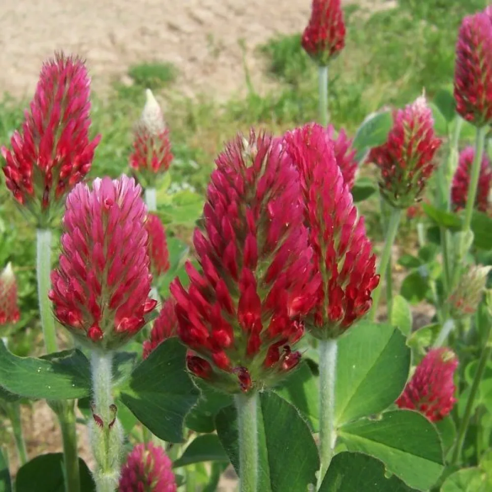 Veriapila