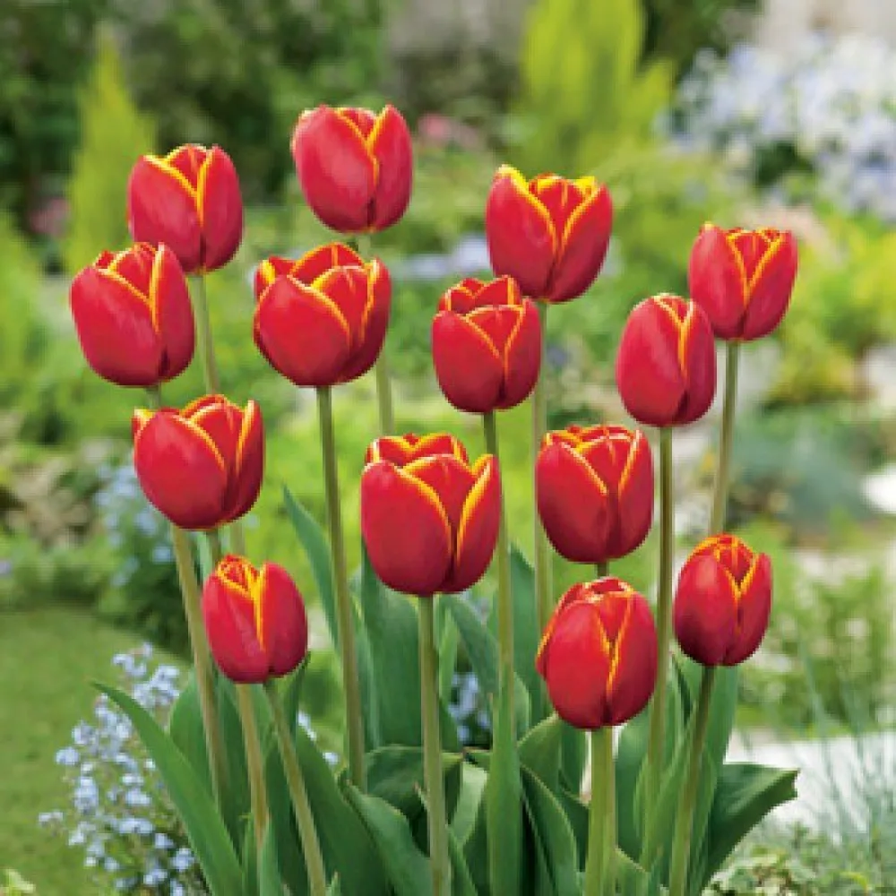 Tulppaani 'Verandi'