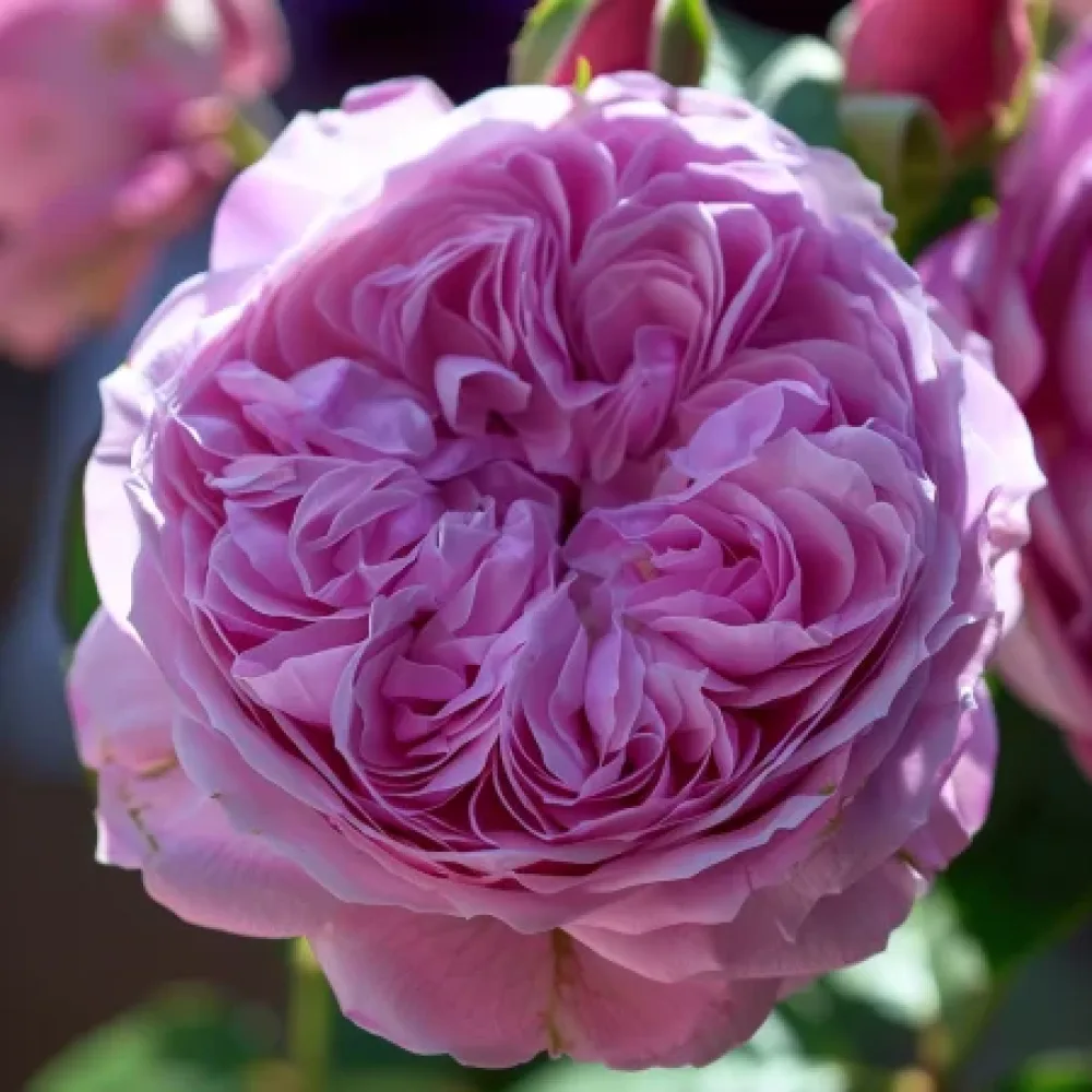 Ruusu 'Pink Magic' – paljasjuurinen