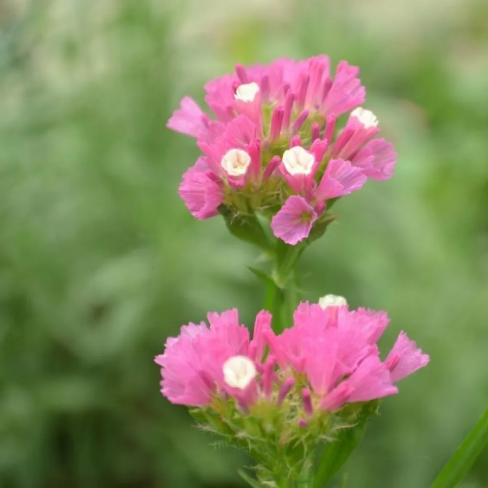 Limonium sinuatum – karmiininroosa
