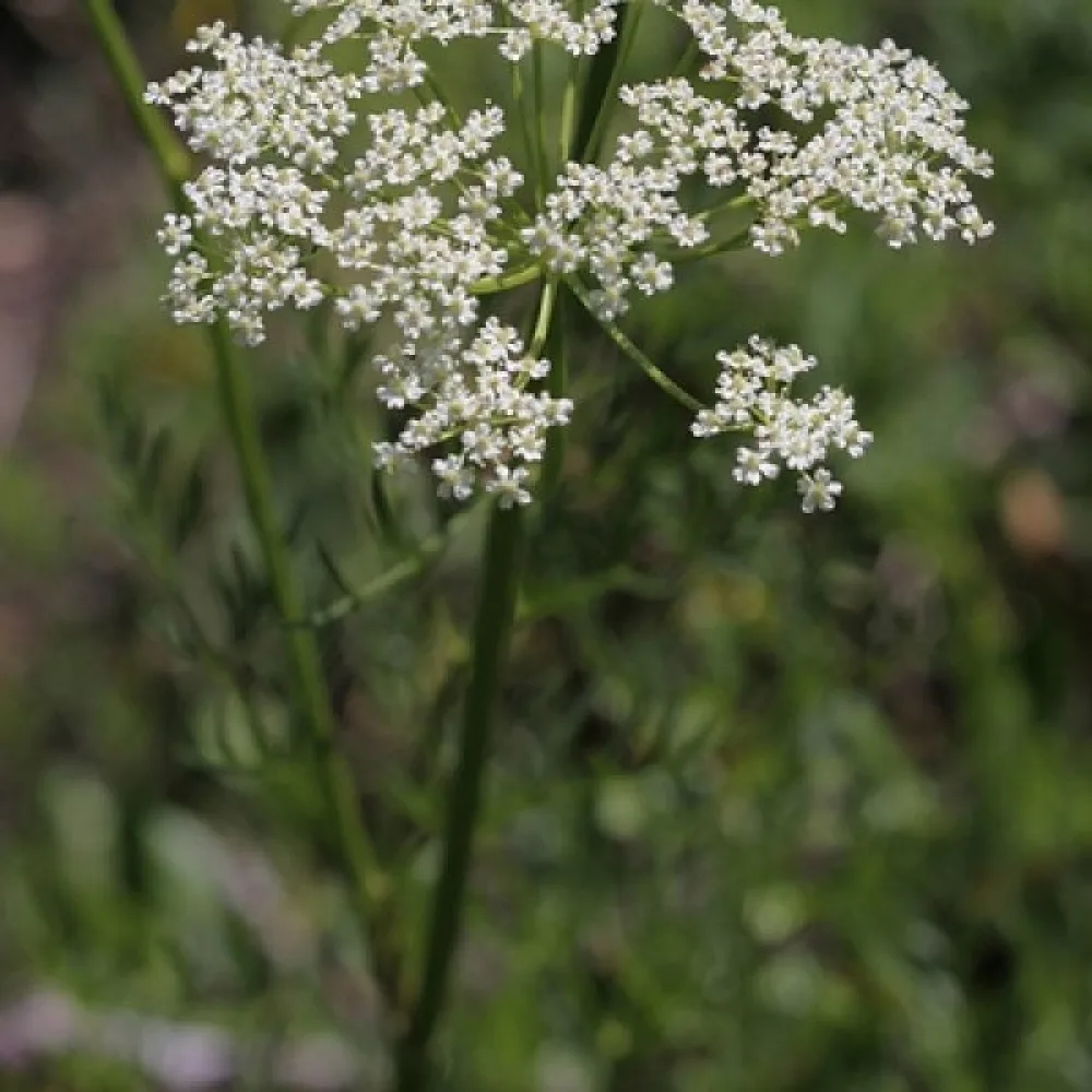Kumina Carum carvi