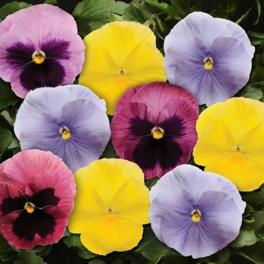 Tarhaorvokki 'Pastel Colours' (sekoitus)