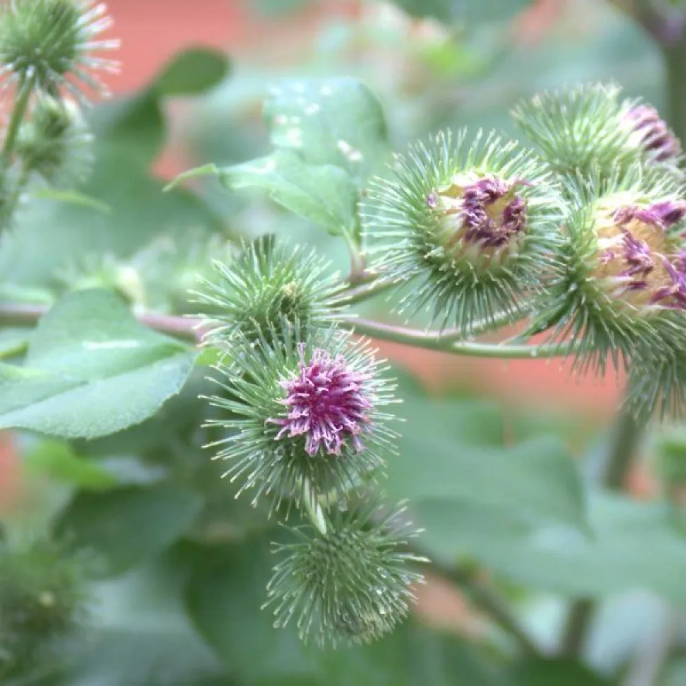 Takiainen Arctium lappa