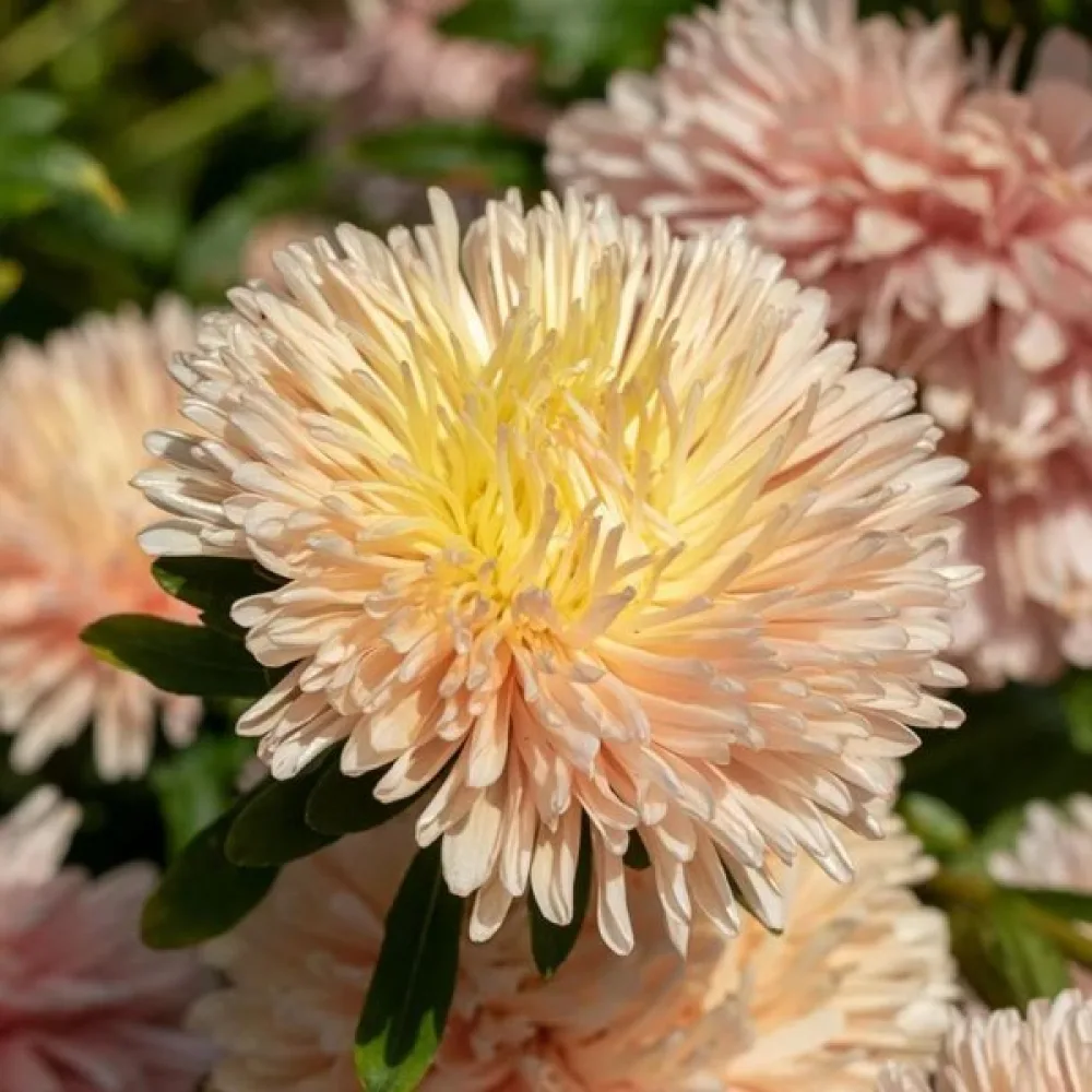 Kesäasteri 'Apollonia' – beige