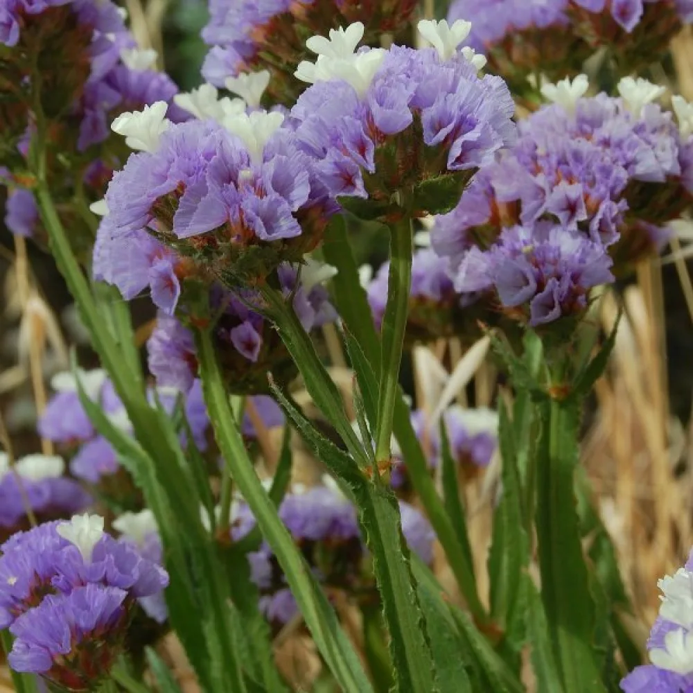 Limonium sinuatum – laventelinsininen