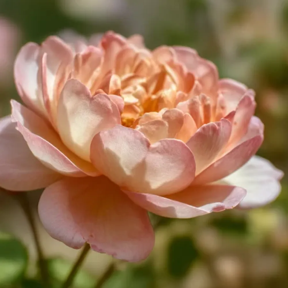 Ruusu 'Caramel Ray' – paljasjuurinen