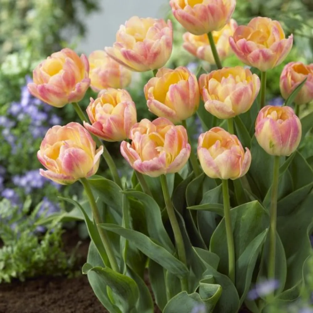 Tulppaani 'Creme Upstar'