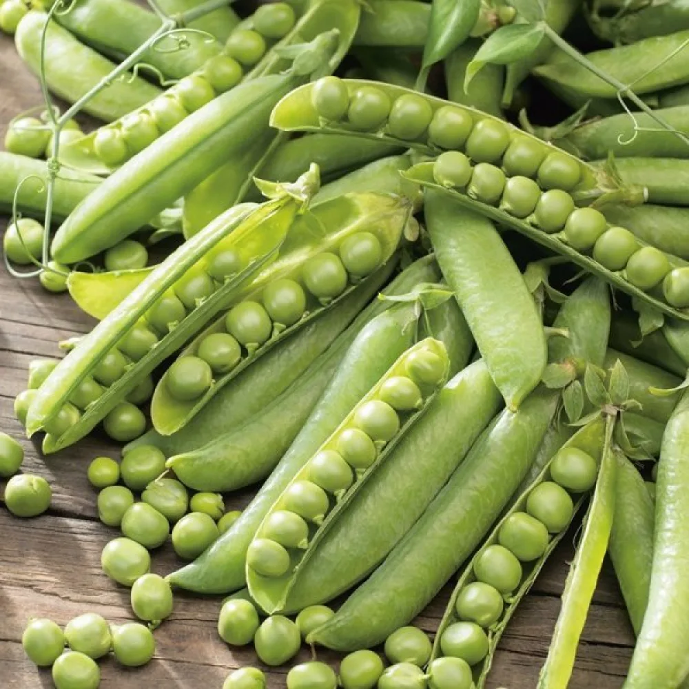 Tarhaherne 'Petit Provençal'
