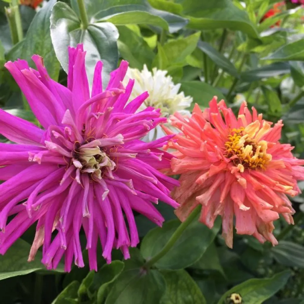 Tsinnia 'Cactus Giant Formula Mixture'