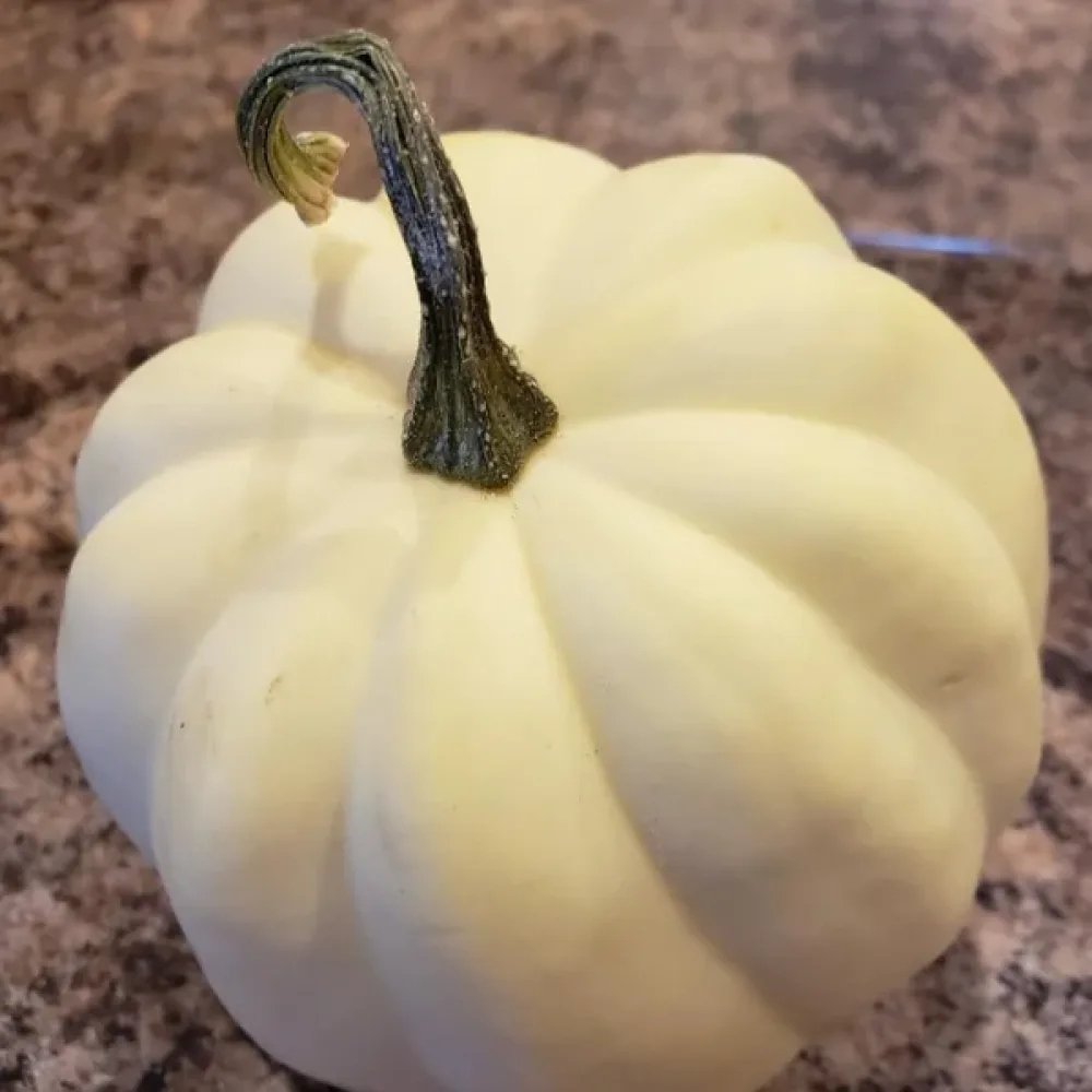 Minikurpitsa 'Ball White'
