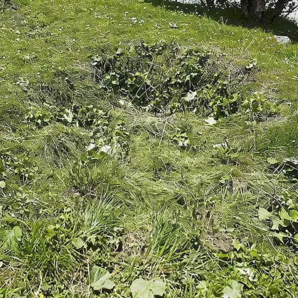 Rönsyrölli
