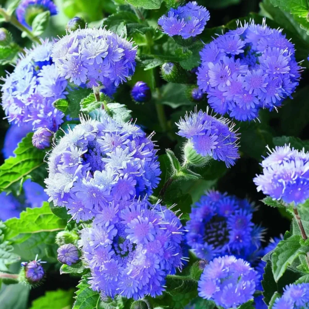 Sinipiippo 'Leda'