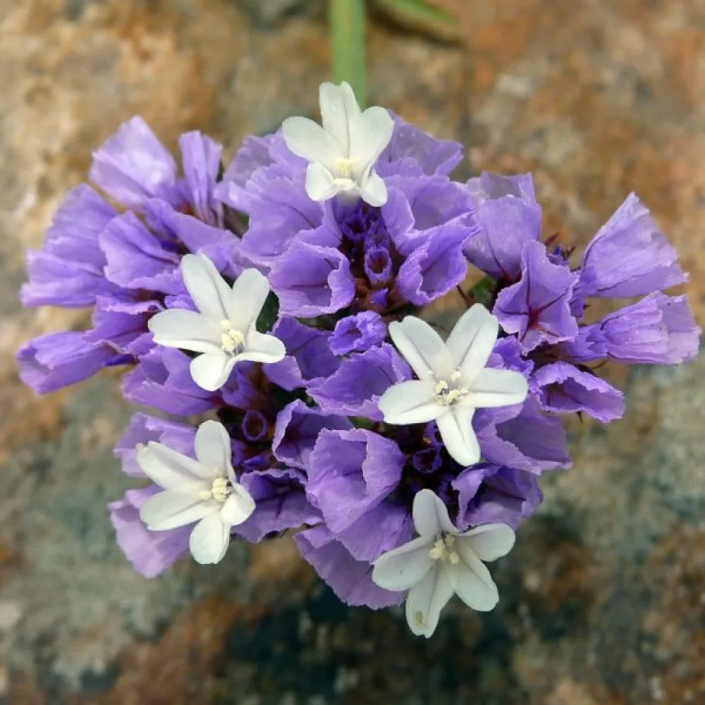 Limonium sinuatum – purppura