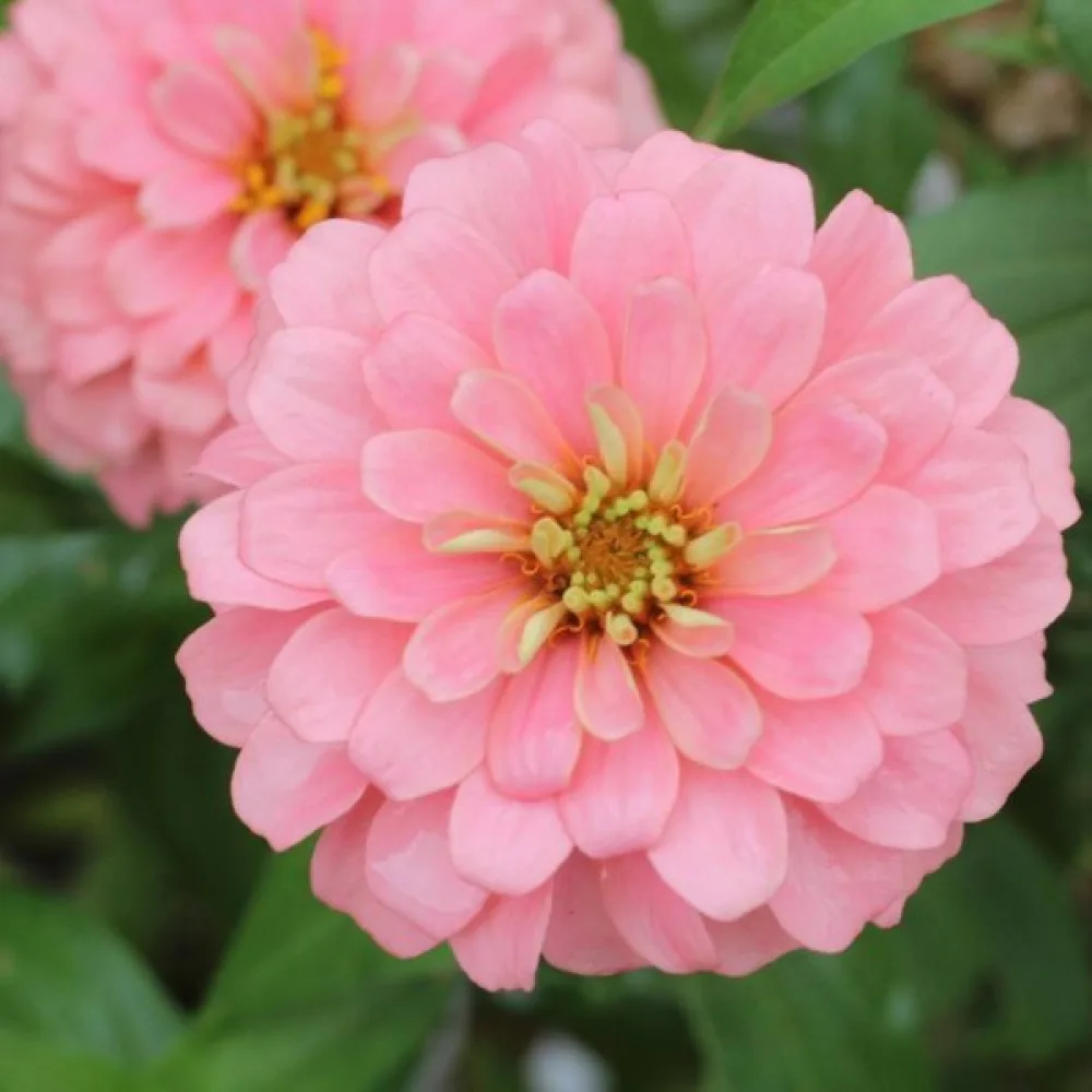 Tsinnia 'Exquisite'