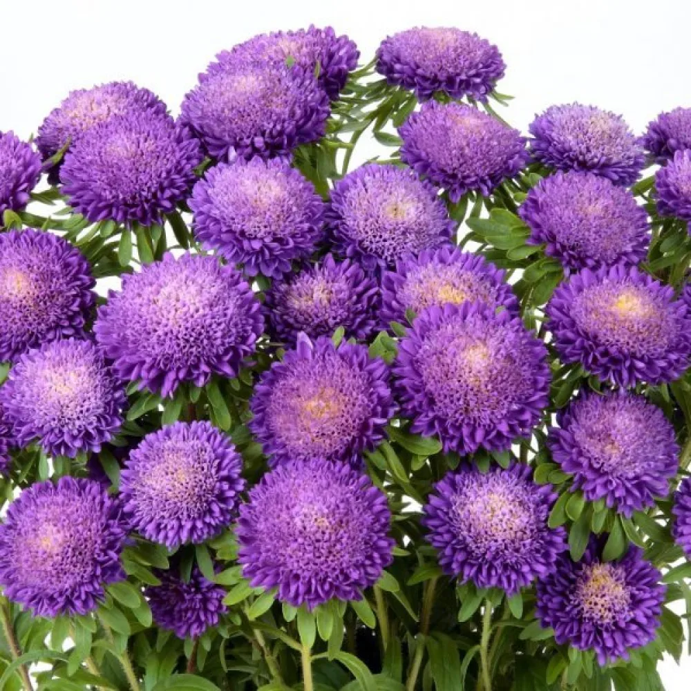 Kesäasteri Pompon – violetti