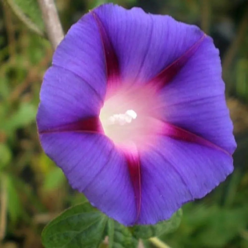 Elämänlanka 'Feringa' – violetti
