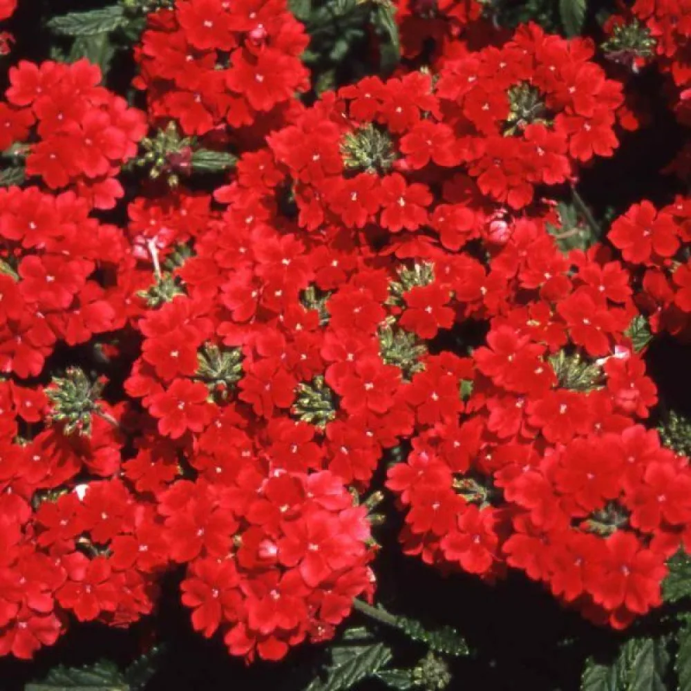 Tarhaverbena 'Luzifer'
