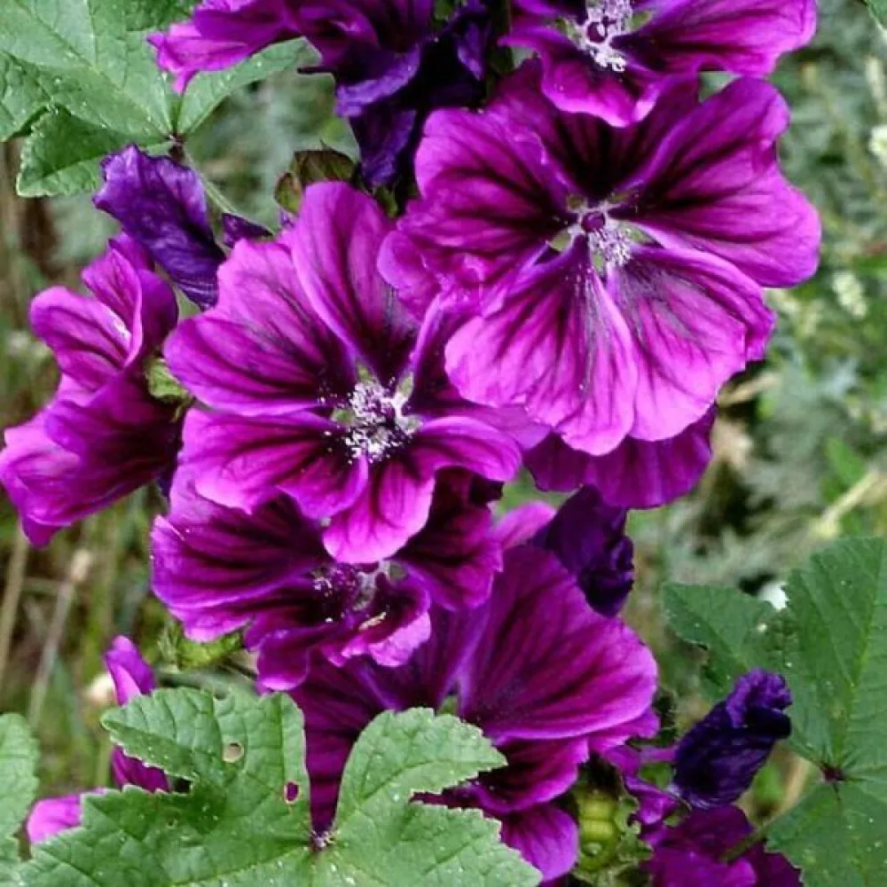 Metsämalva