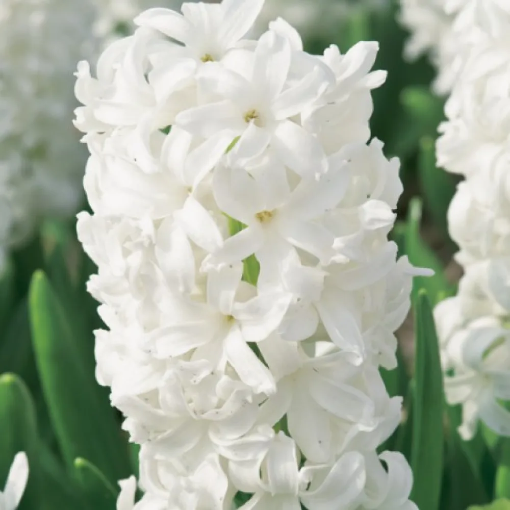 Hyasintti 'White Pearl'