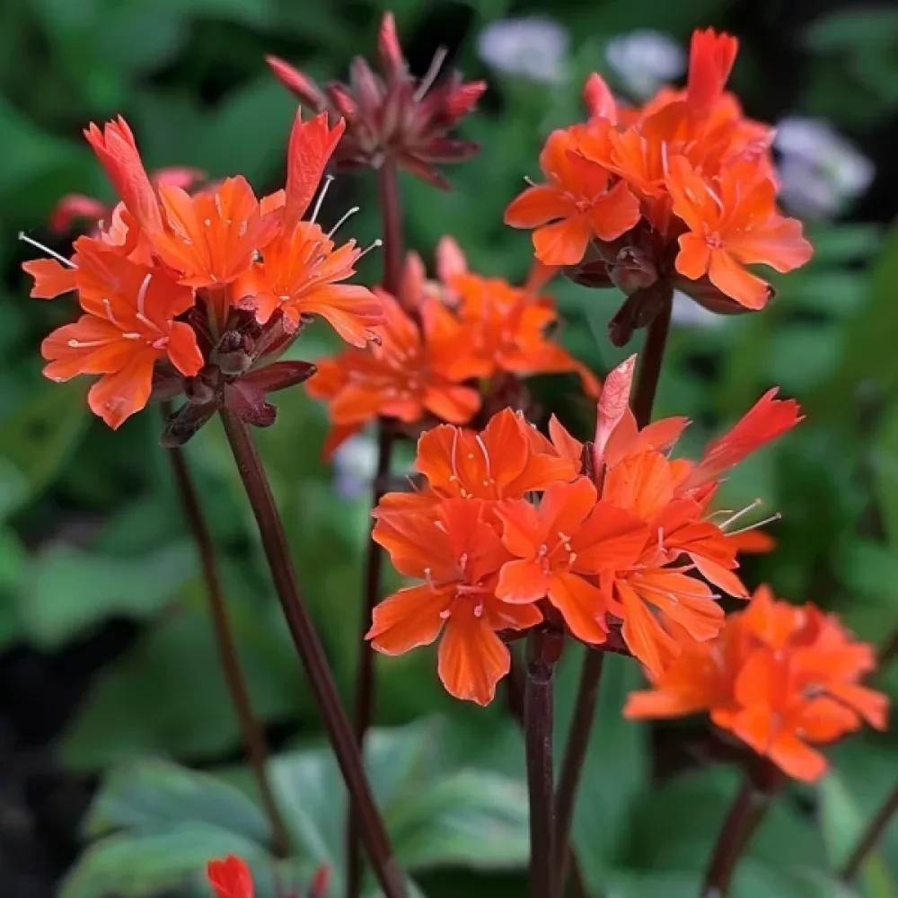 Palava rakkaus Lychnis chalcedonica, sekoitus