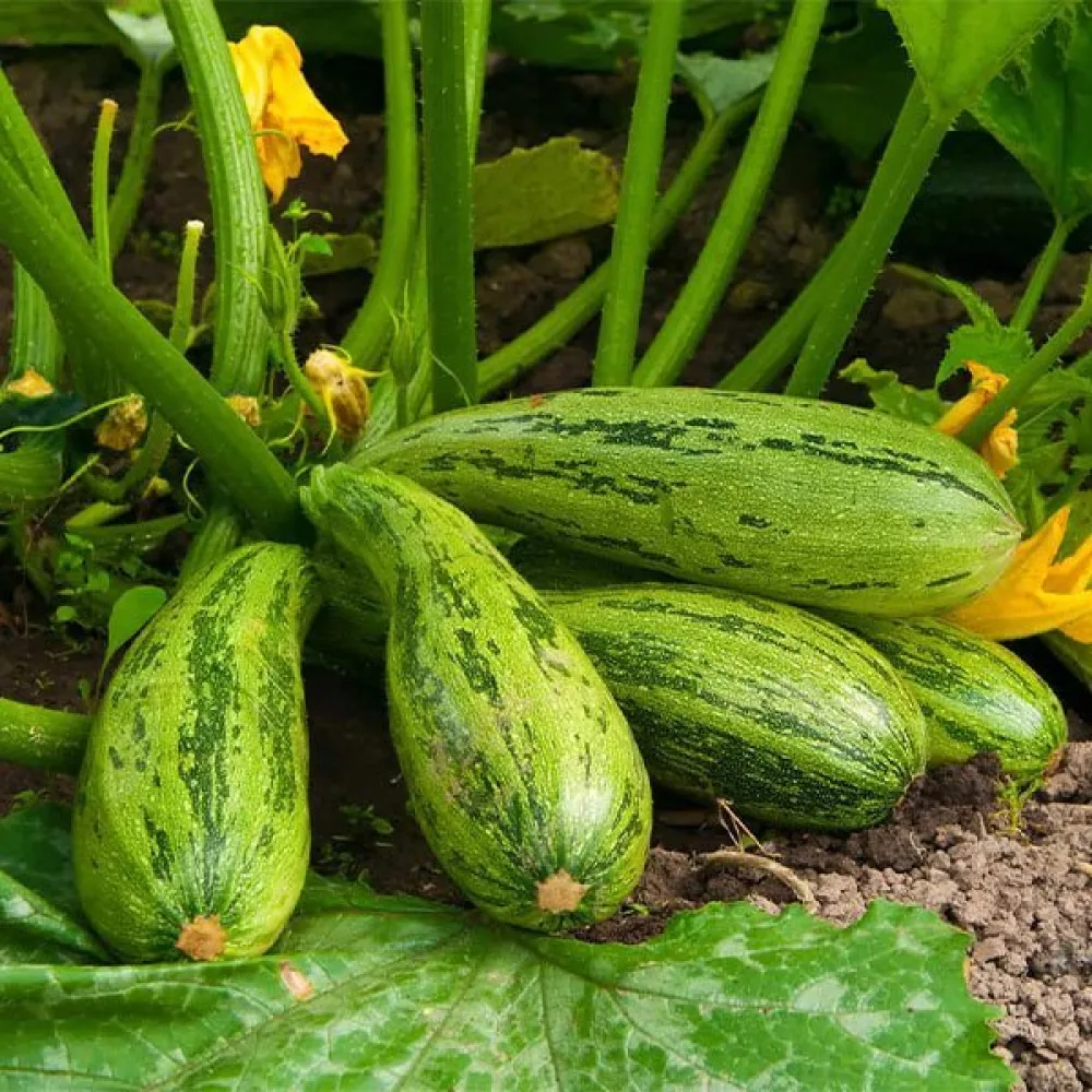 Kesäkurpitsa 'Nimba'